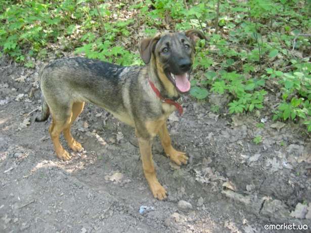 shchenok-ringo-6-mes-krupnenkij-spokojnyj-fotografii.jpg