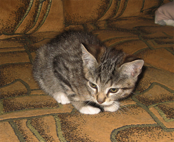 cat1.jpg