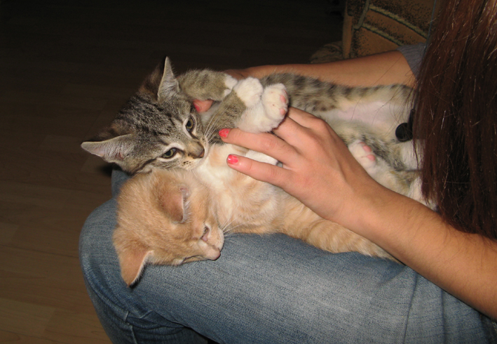 cat7.jpg