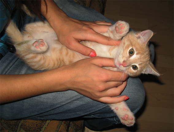 cat8.jpg
