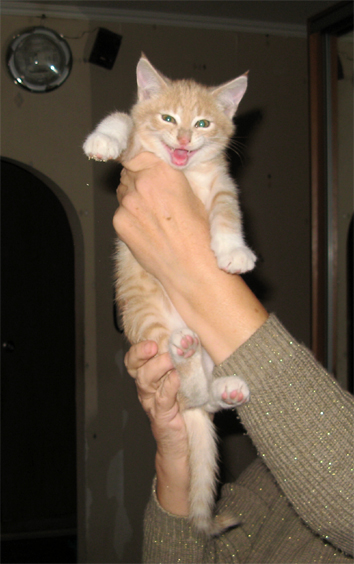 cat9.jpg