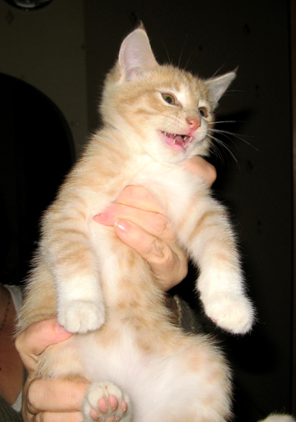 cat11.jpg