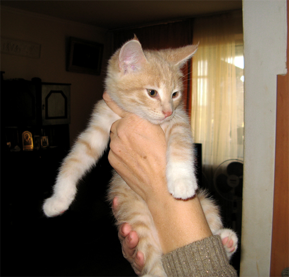 cat12.jpg
