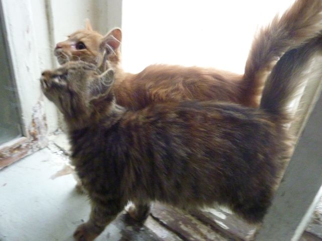 cat1.jpg