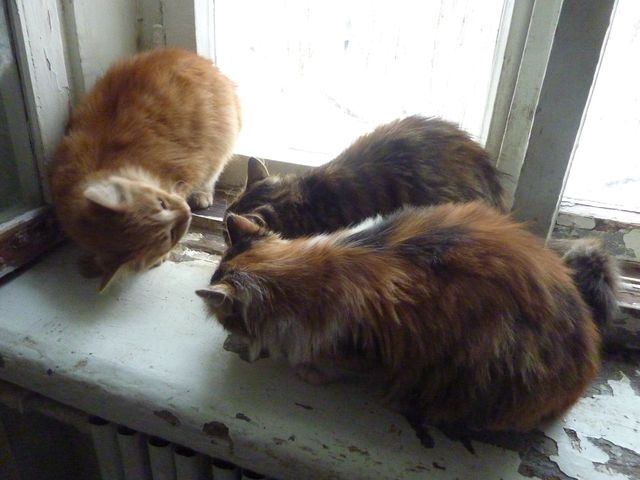 cat4.jpg