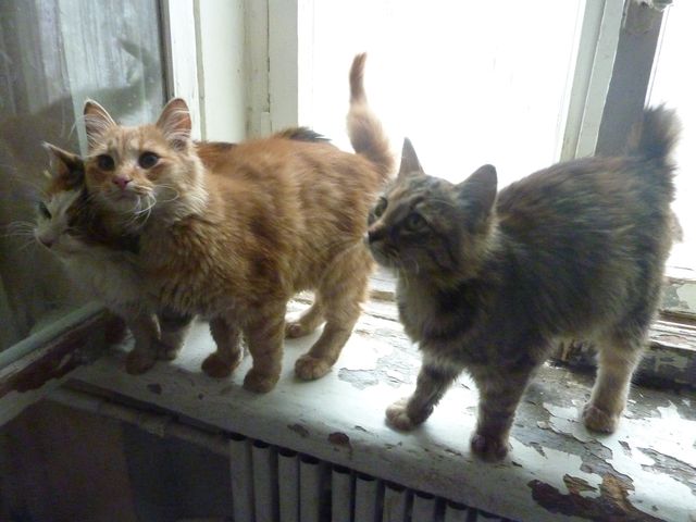 cat6.jpg