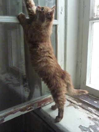 cat7.jpg