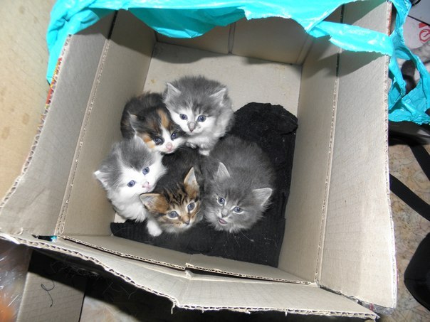 котята.jpg