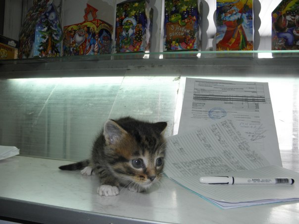 котята4.jpg
