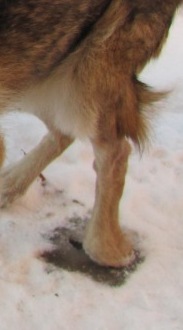 Лапа 2.JPG