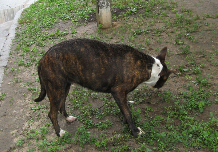 dog2.jpg