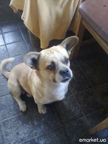 propala-sobaka-fotografii Пготеряшка Рич.jpg