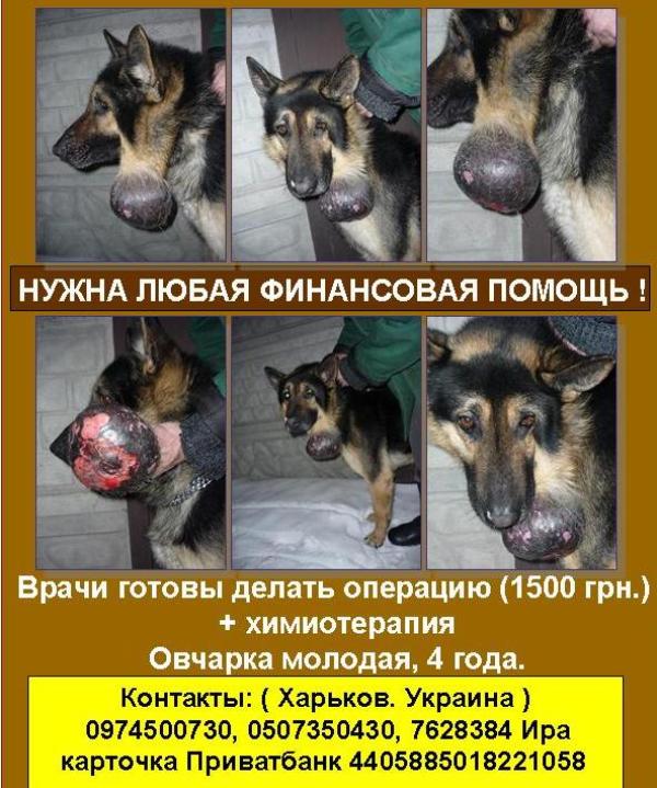 Копия соба операция.jpg