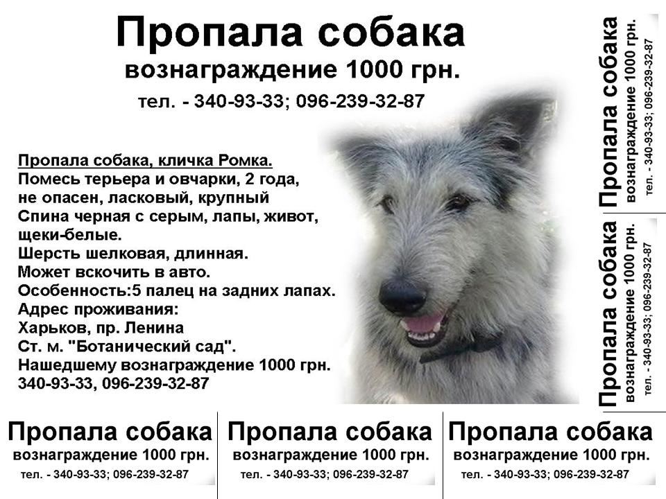 ромка2.jpg