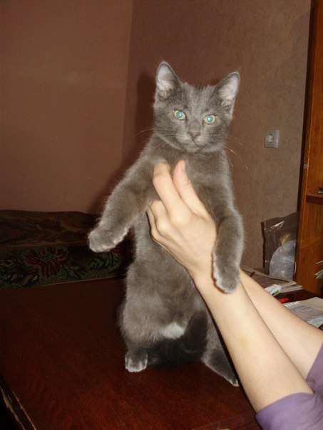 котенок.jpg