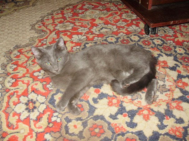 котенок 1.jpg