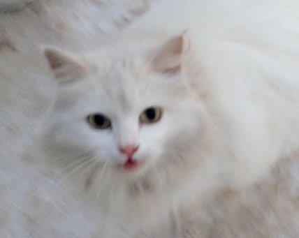 Angora (640x511).jpg
