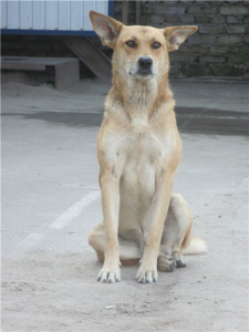 4c46dbb19ca0[1].jpg_thumb Рыжий 2.png