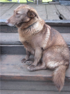 7b724ff29895[1].jpg_thumb Рыжуня 2.png