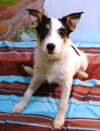 DSC08882белла.JPG