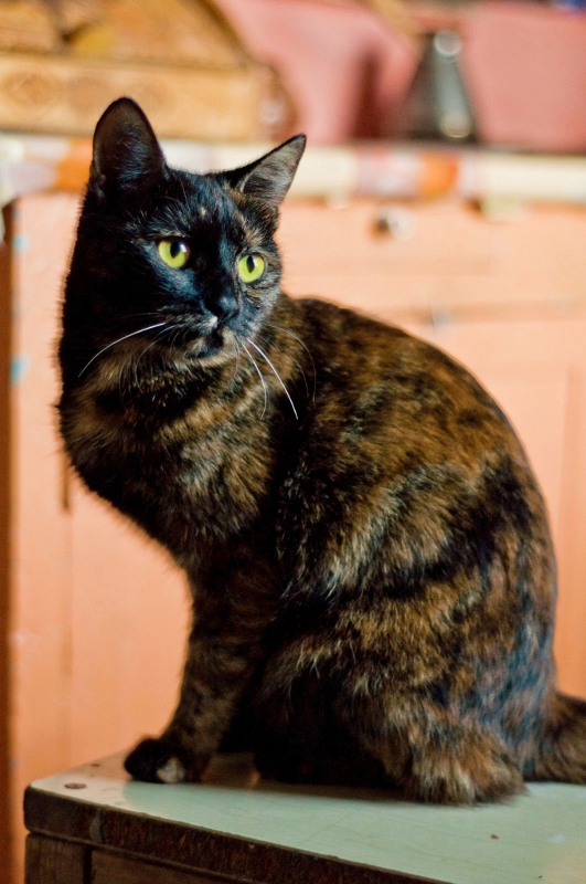2 (531x800).jpg