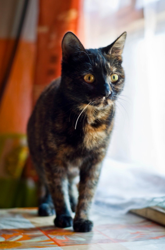 5 (531x800).jpg