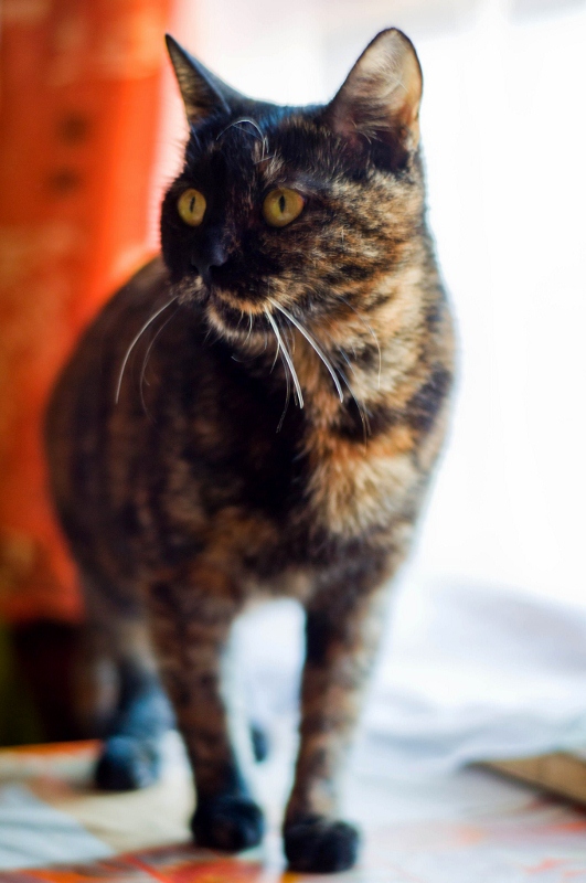 ihPyOAy7Aws (531x800).jpg