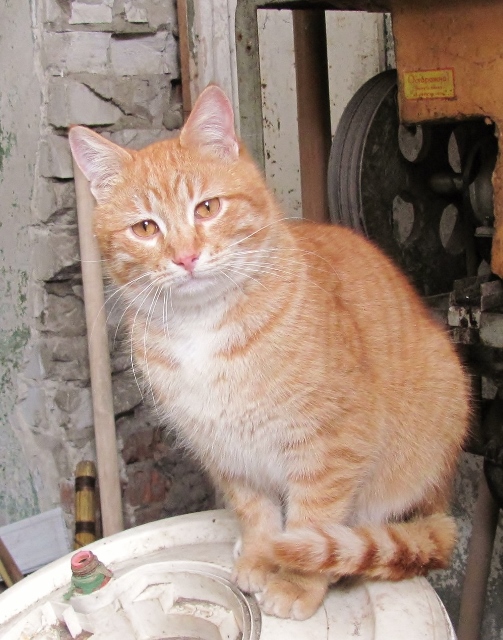 zZbWFIjPou0 (503x640).jpg