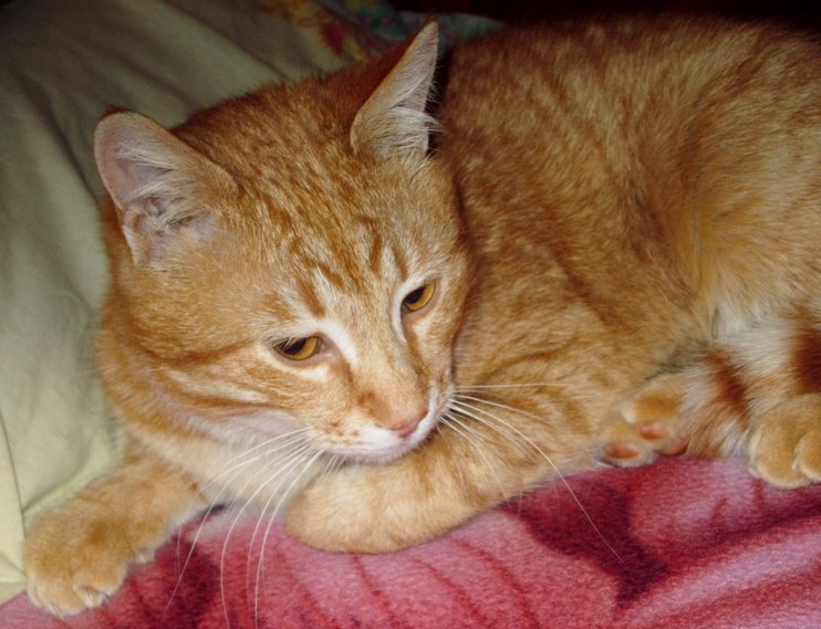 Ijw12ihFg0A (742x569).jpg