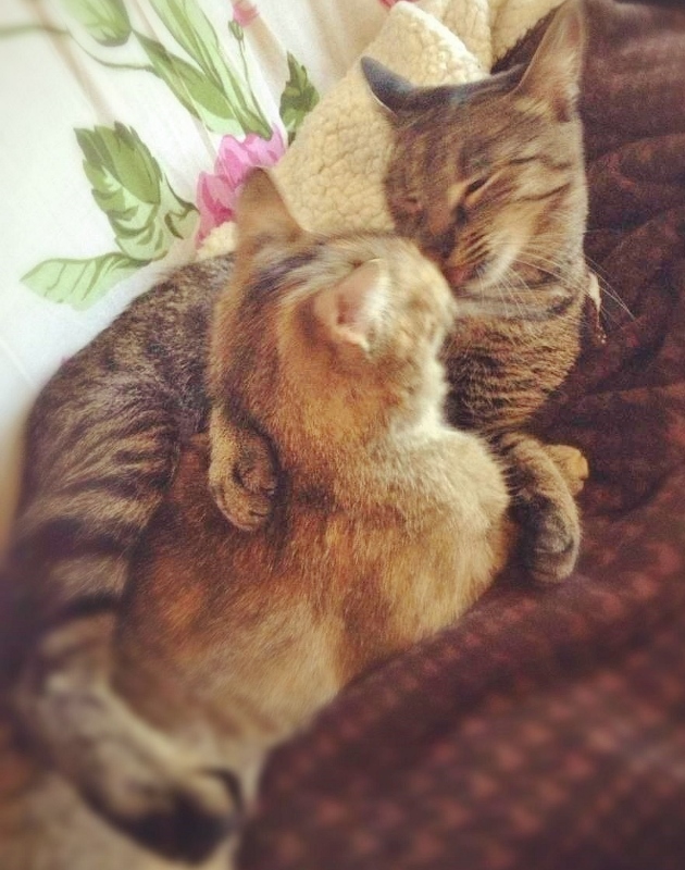 kote2 (630x800).jpg