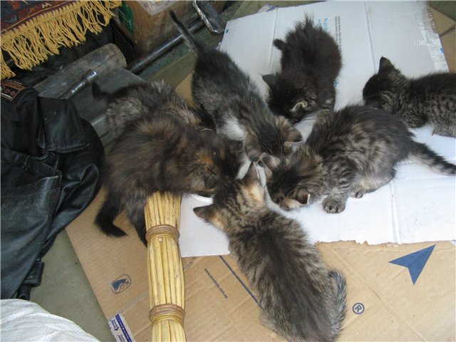 котята.jpg