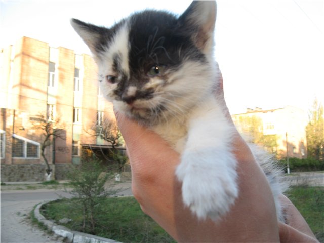 коша.jpg
