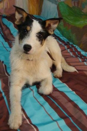 DSC08893белла.JPG