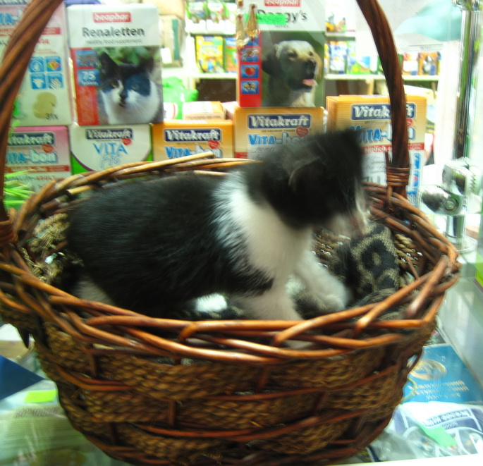котя в корзине.jpg