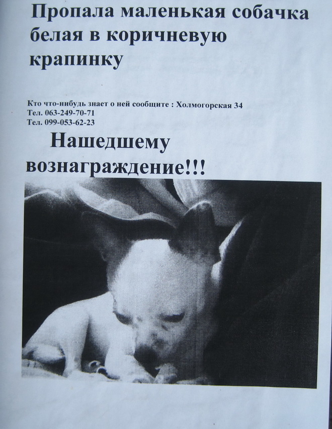 пропала соба.jpg
