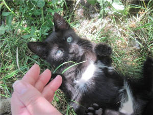 Котенок2.png