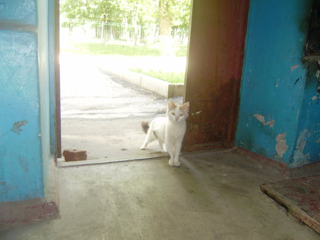 бела.JPG