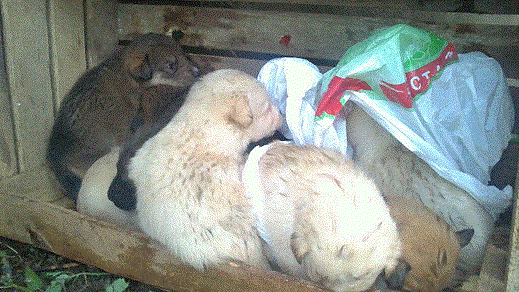 29052013503.gif