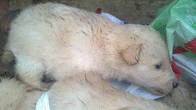 29052013504.gif