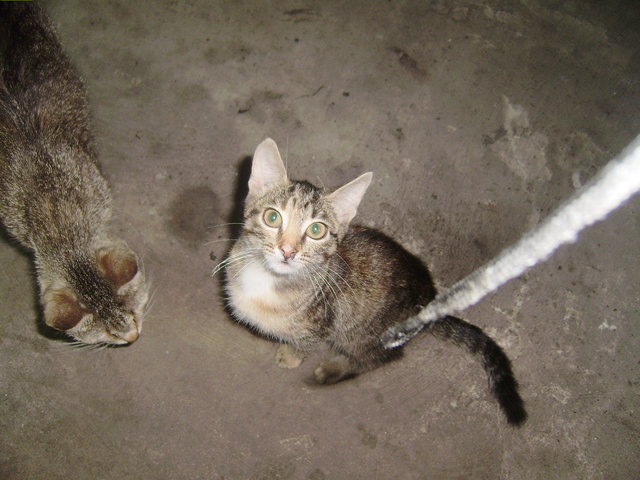кошка 6мес..JPG