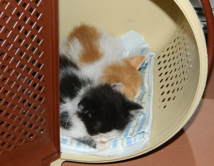 DSCN0913.jpg