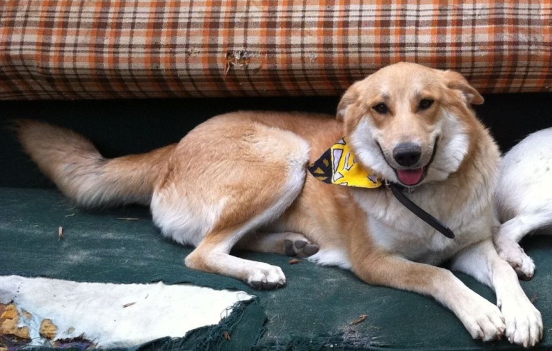 IMG_7489рыжуля нов.JPG