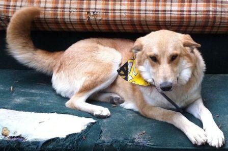 IMG_7490рыжуля нов.JPG