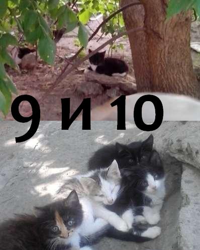 9 и 10 Два черно-белых.jpg