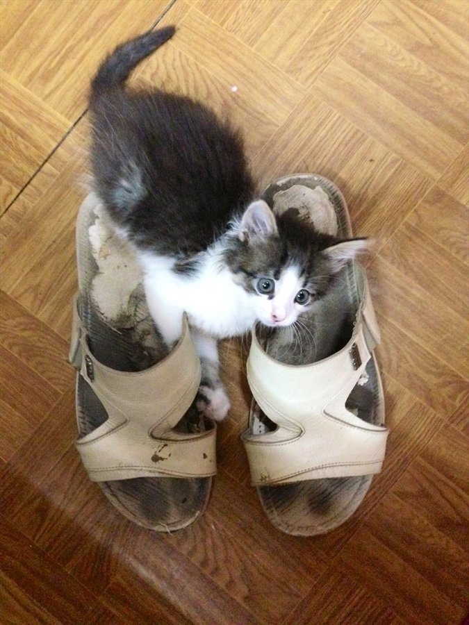 Тапки 2.JPG