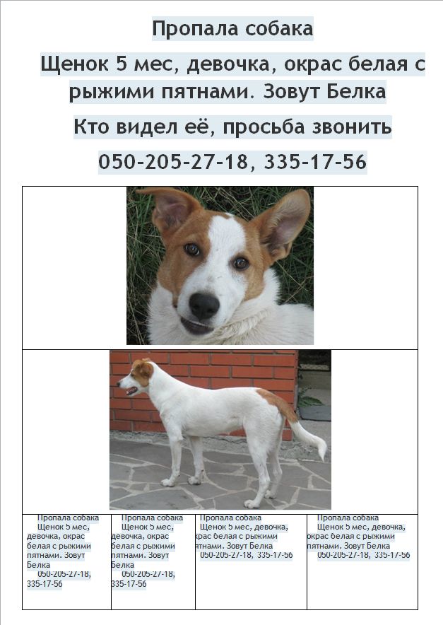 belka.jpg