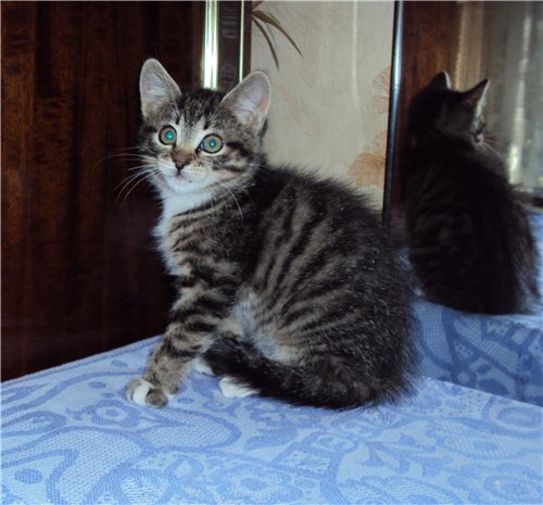 08df64421681 Масяня 1.jpg