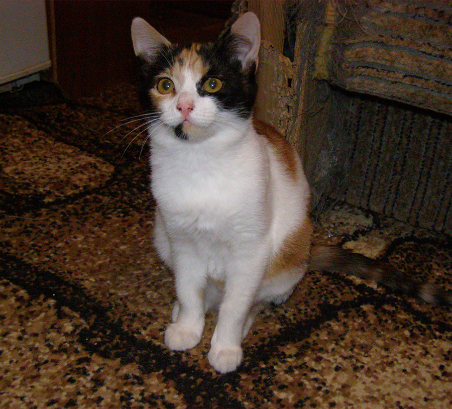 P1010760.jpg