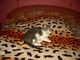 kiev_leshik-molodoy-kotik-v-dobrye-ruki--8b05-1389052054105989-7-small.jpg