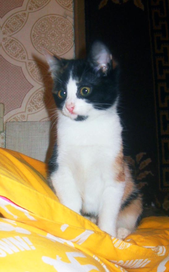 камю .jpg